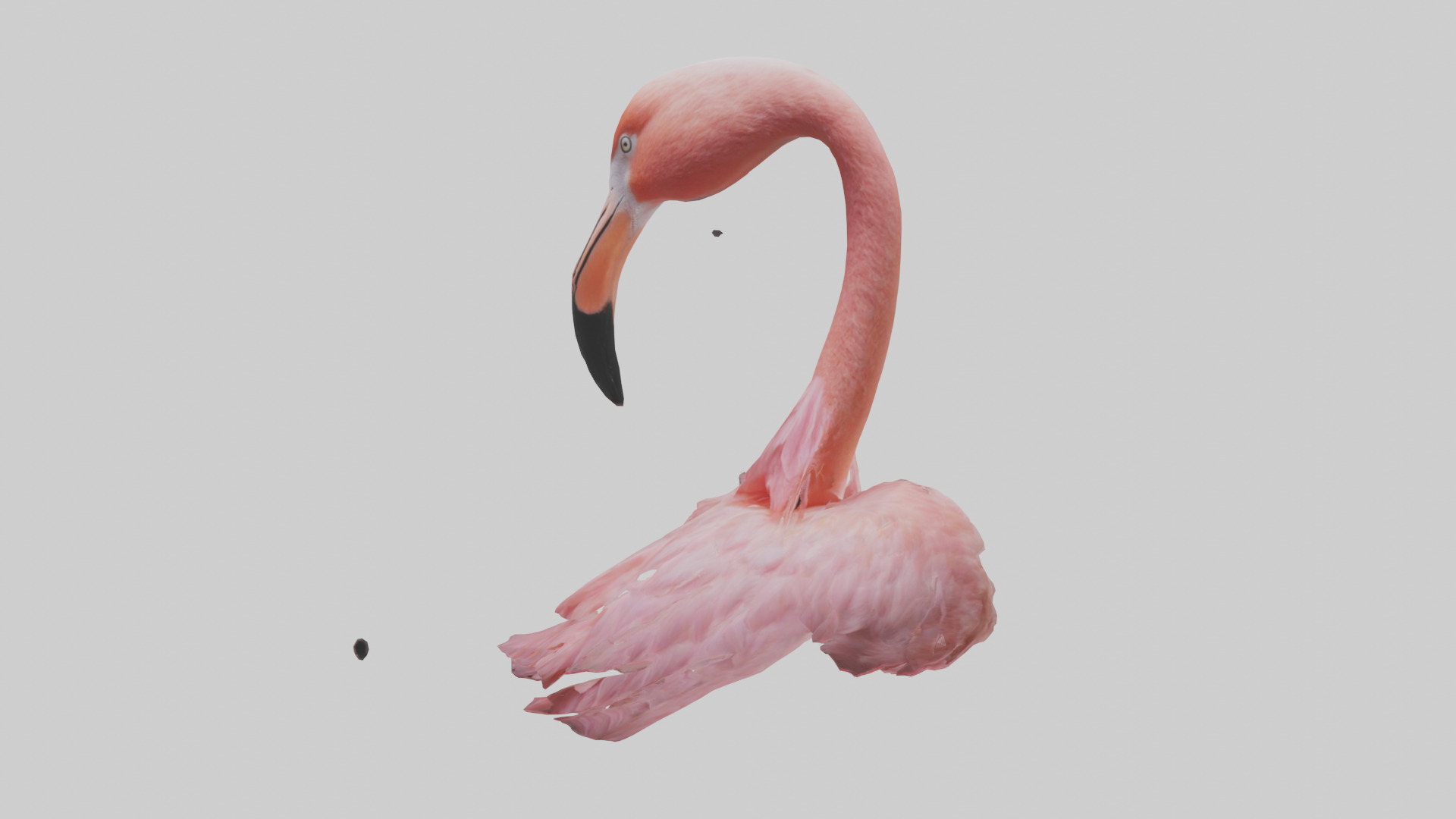 Flamingo Neck 3D model_10