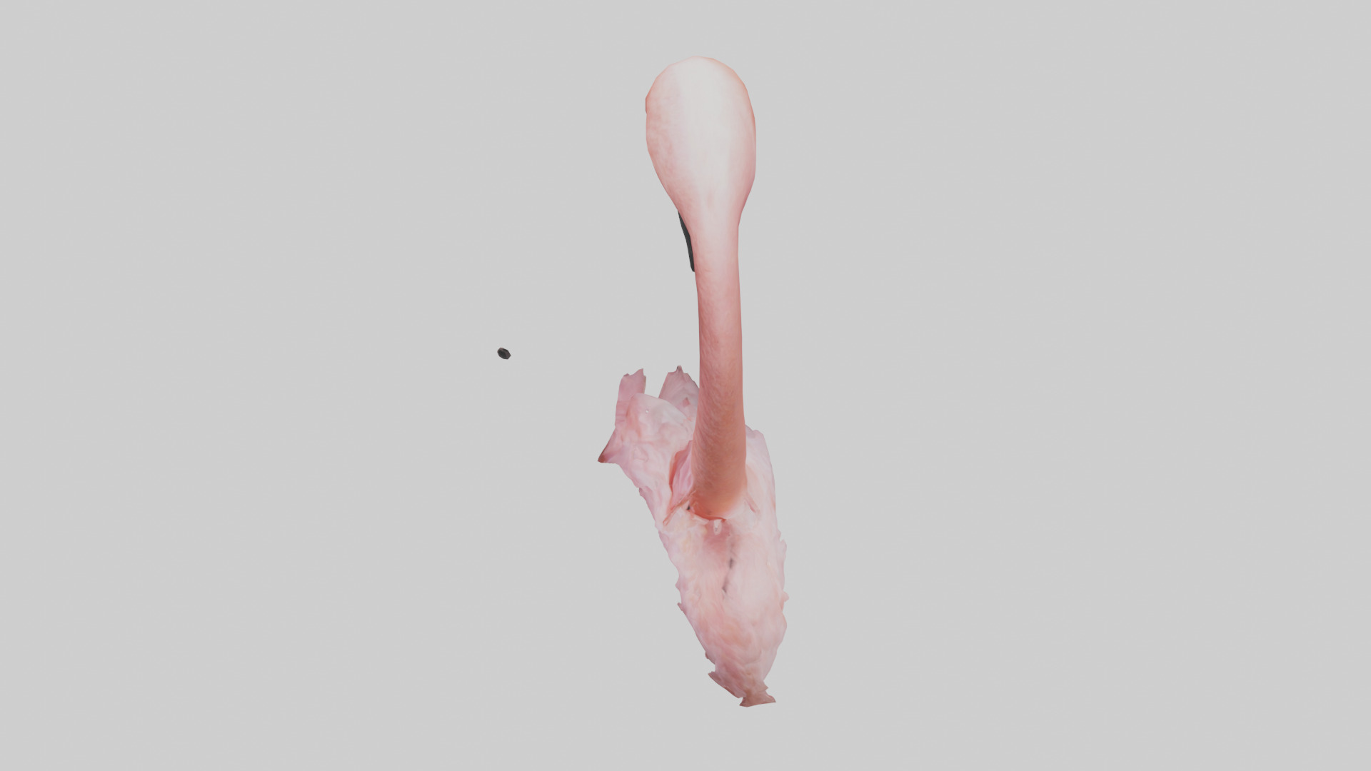 Flamingo Neck 3D model_17