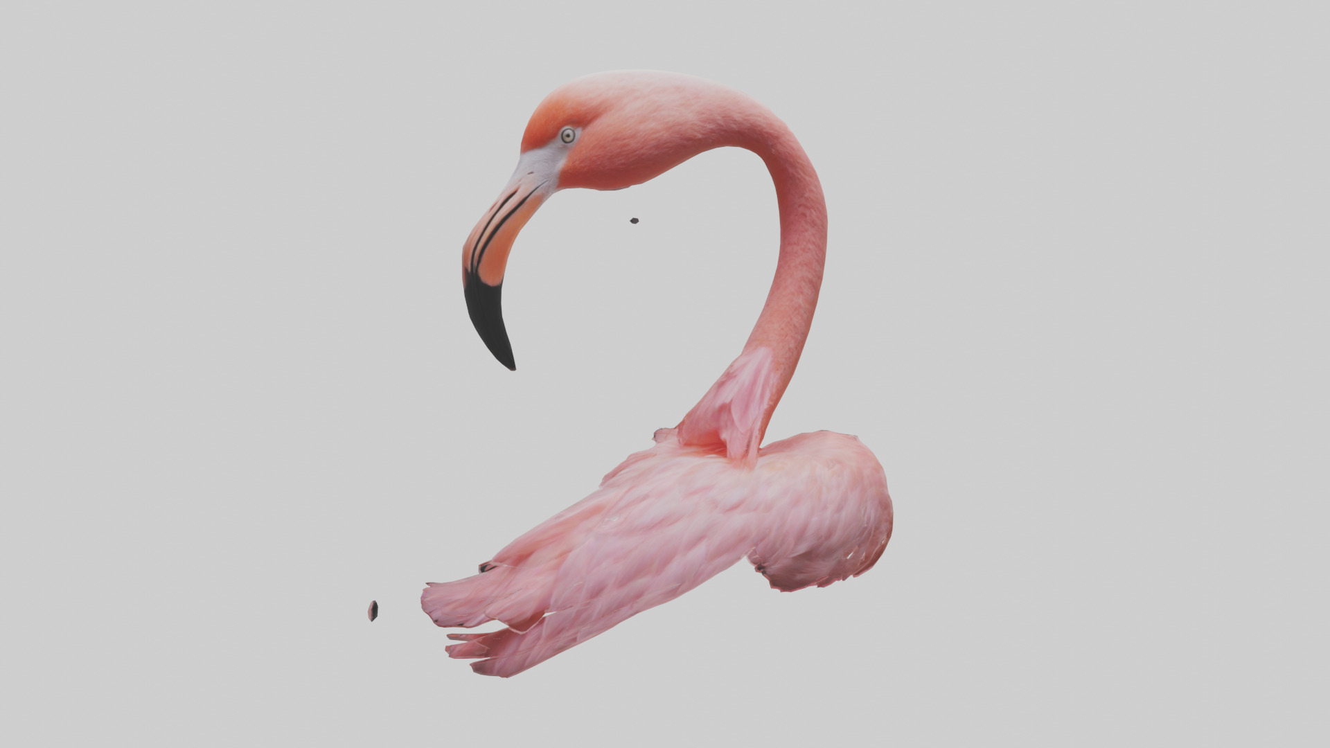 Flamingo Neck 3D model_9