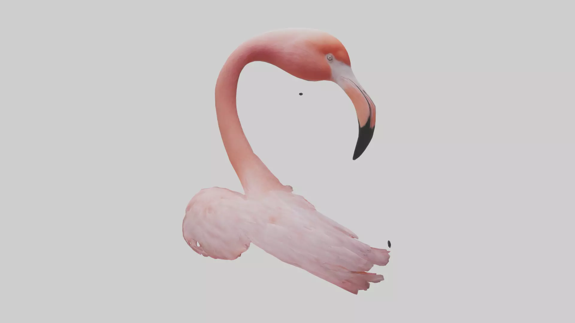 Flamingo Neck 3D model_0