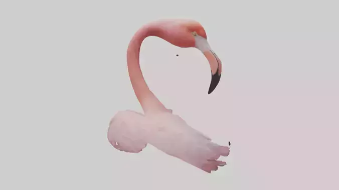 Flamingo Neck