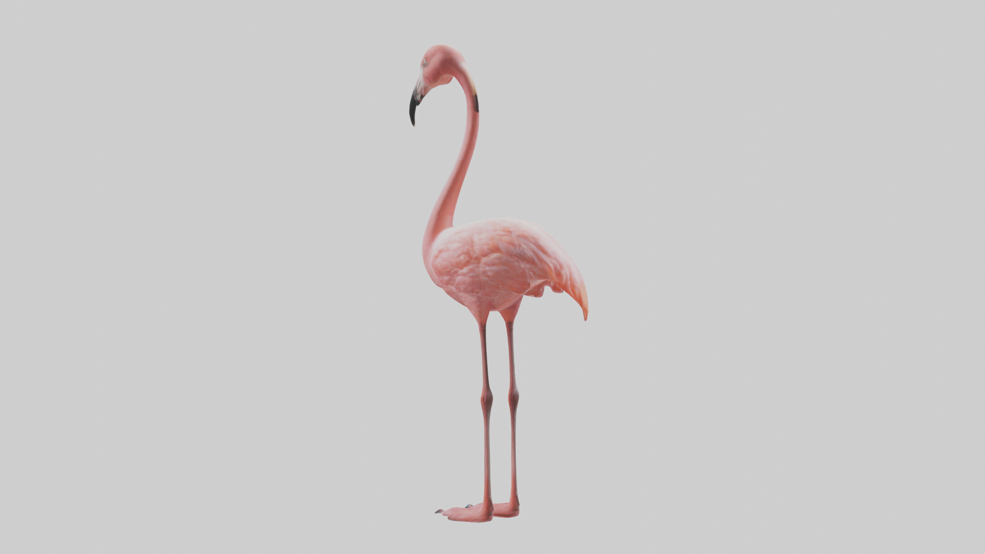 Flamingo standing on one leg model 3D model_1