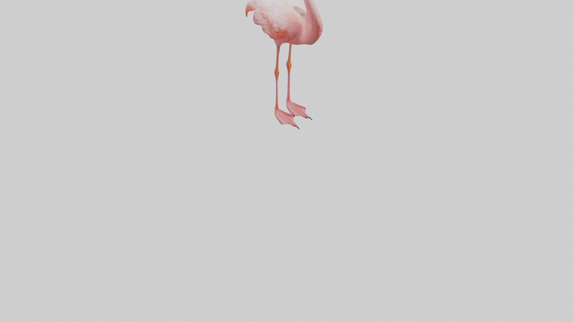 Flamingo standing on one leg model 3D model_6