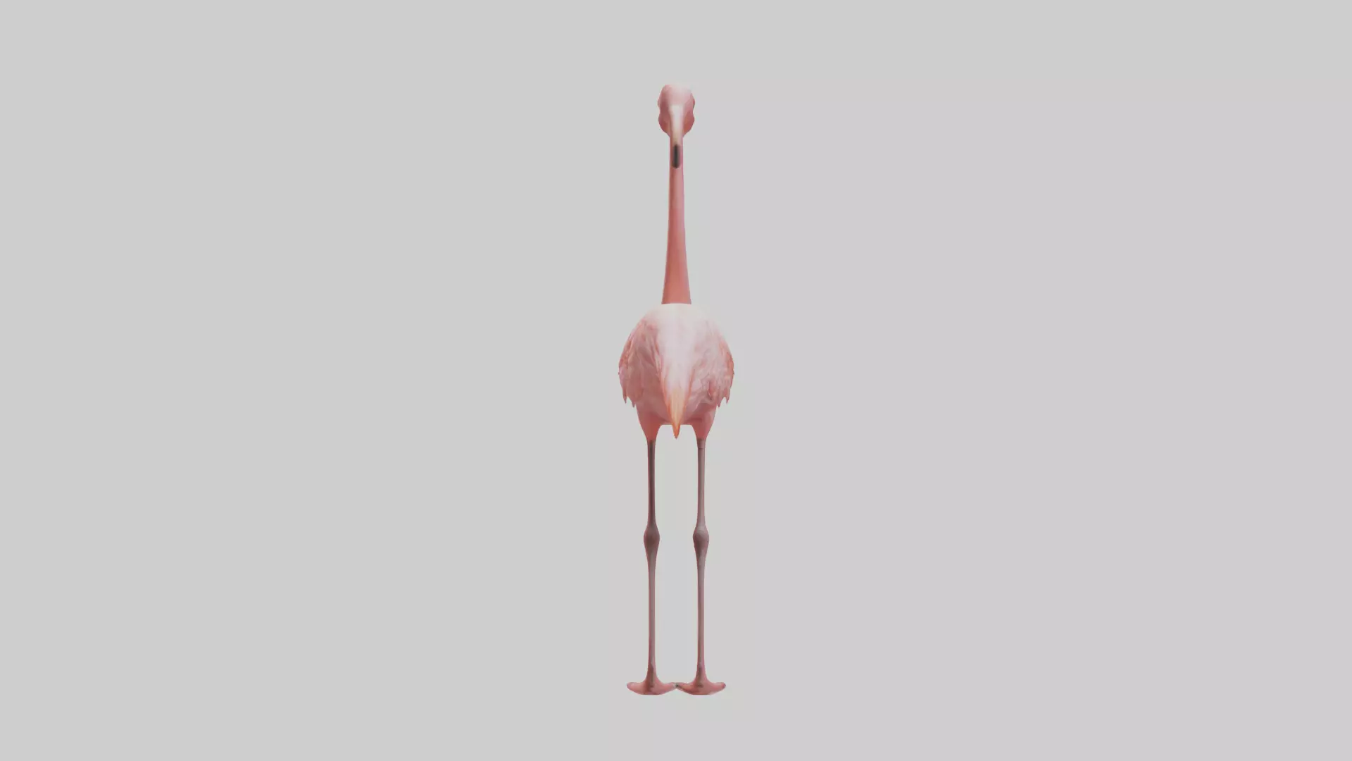 Flamingo standing on one leg model 3D model_0