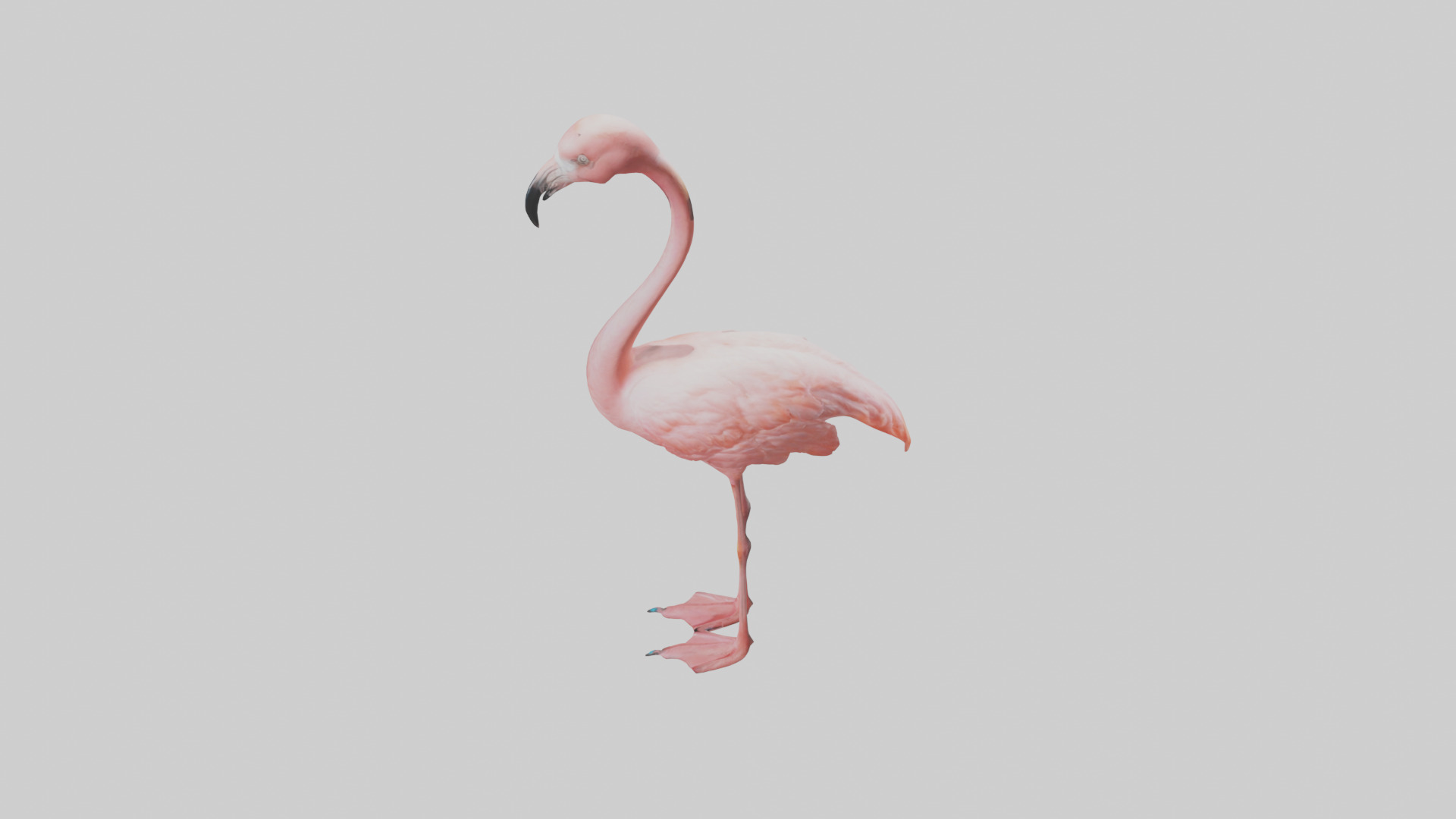 Flamingo standing on one leg model 3D model_17
