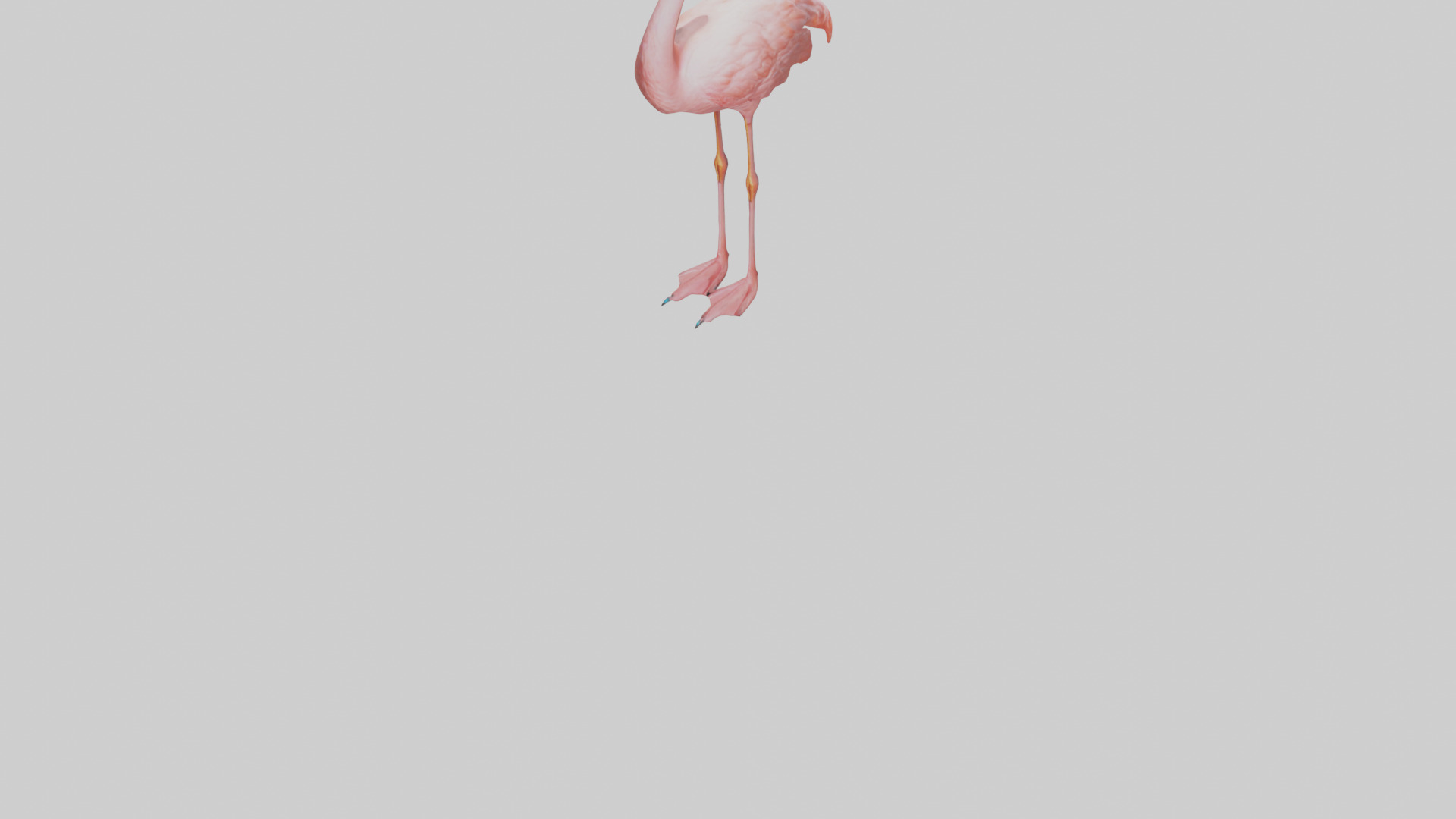 Flamingo standing on one leg model 3D model_5