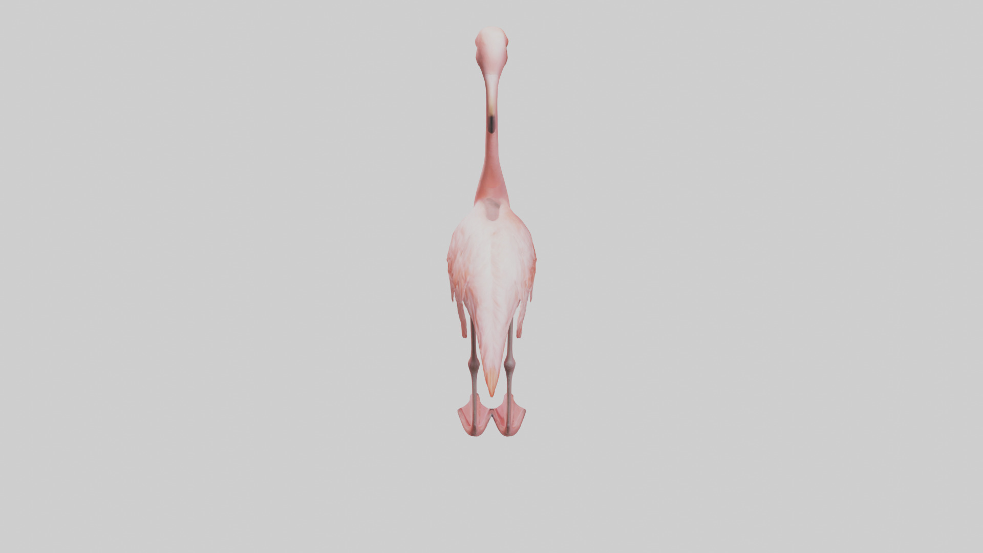 Flamingo standing on one leg model 3D model_15