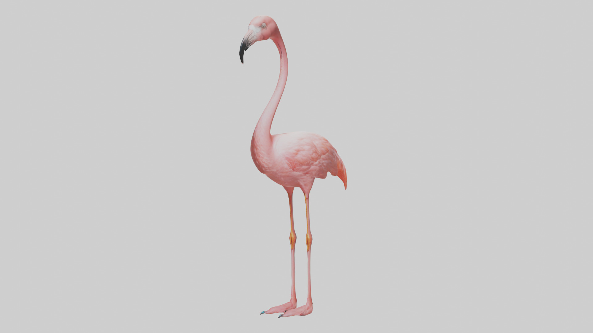 Flamingo standing on one leg model 3D model_10