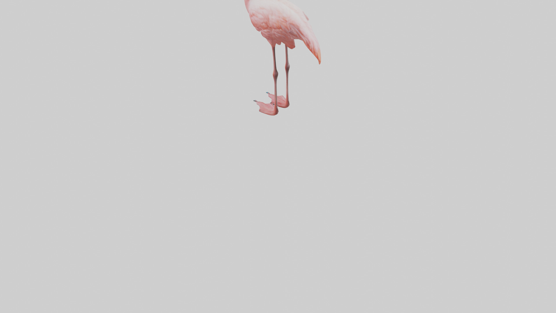 Flamingo standing on one leg model 3D model_3