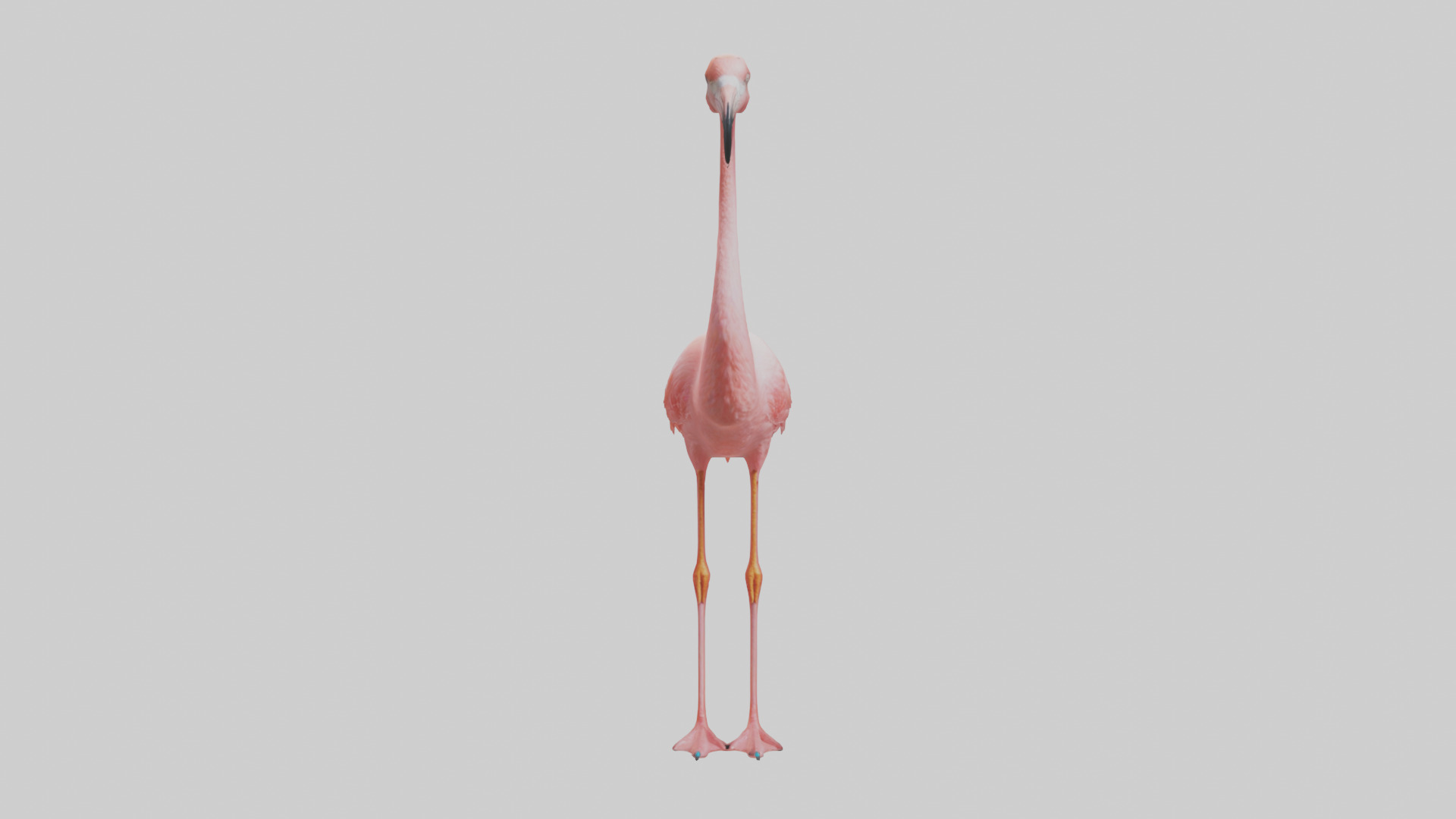 Flamingo standing on one leg model 3D model_9