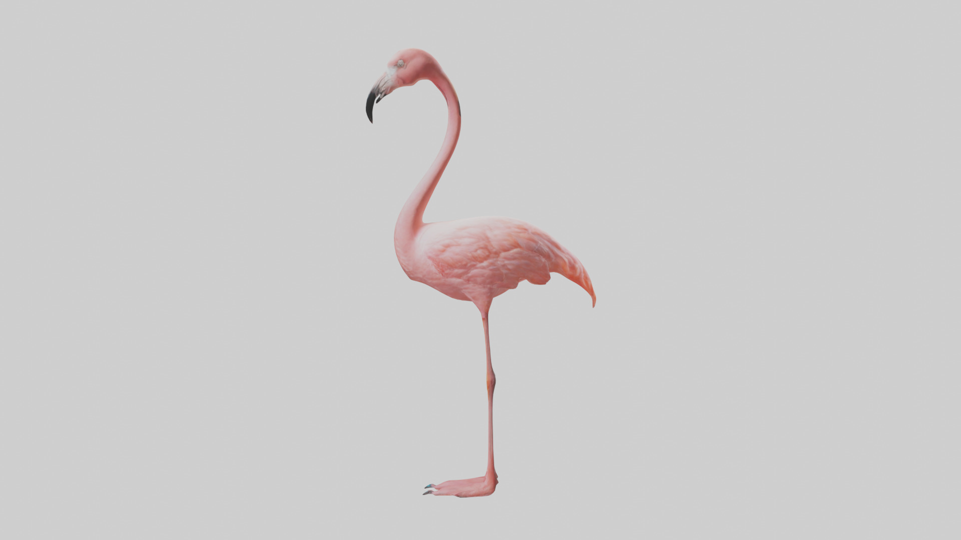 Flamingo standing on one leg model 3D model_12