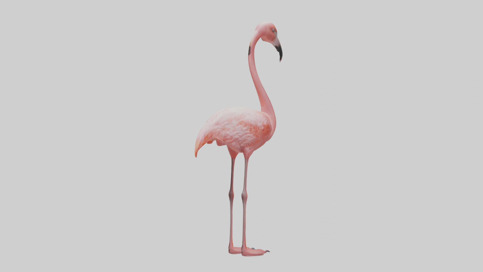 Flamingo standing on one leg model 3D model_2