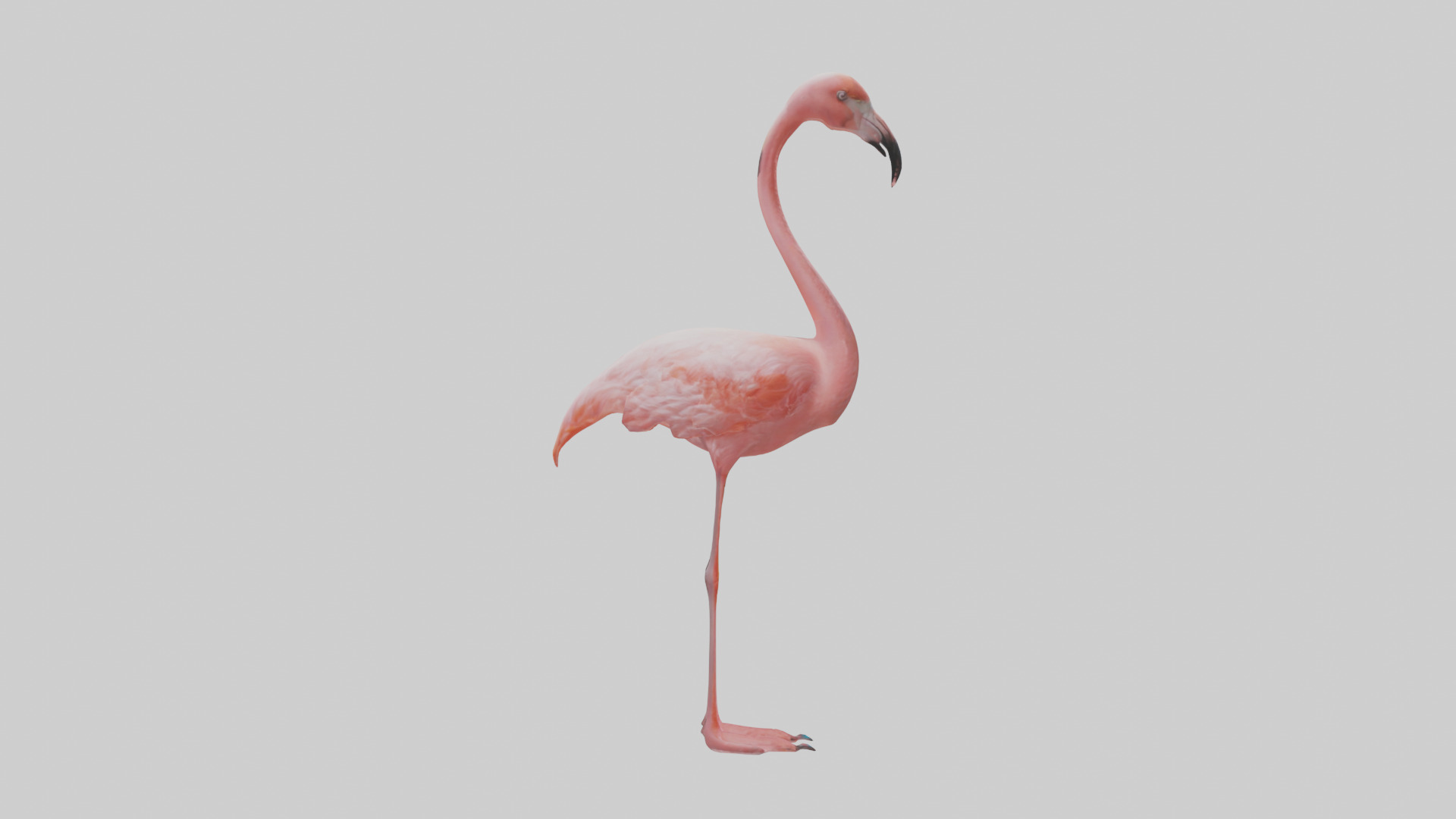Flamingo standing on one leg model 3D model_13
