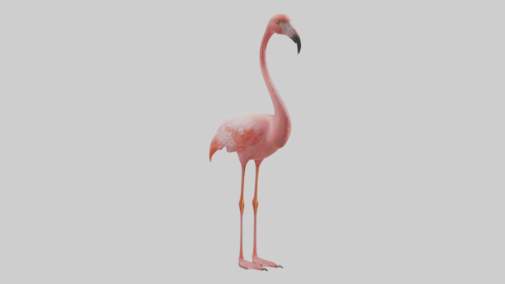 Flamingo standing on one leg model 3D model_7