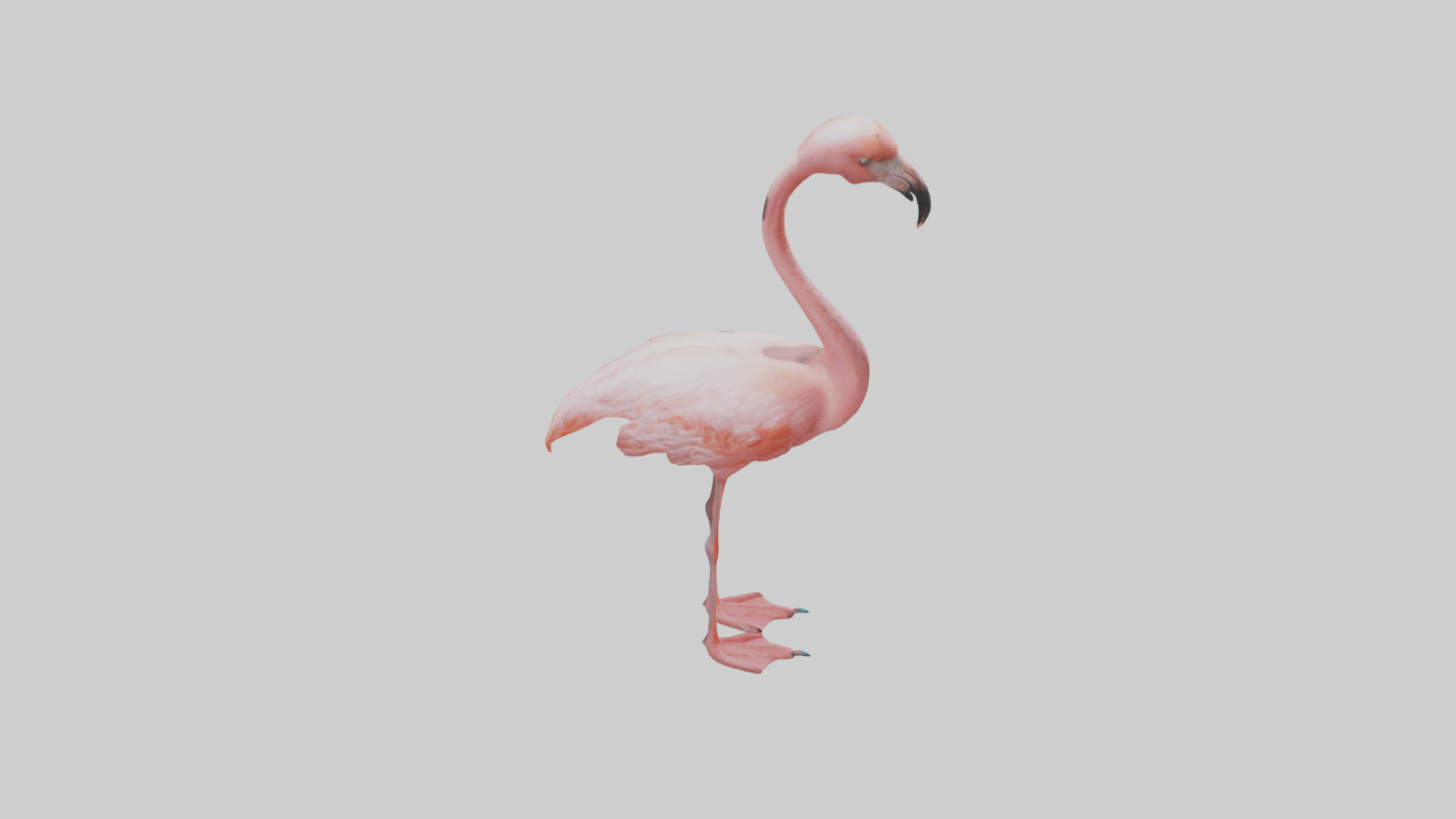 Flamingo standing on one leg model 3D model_18