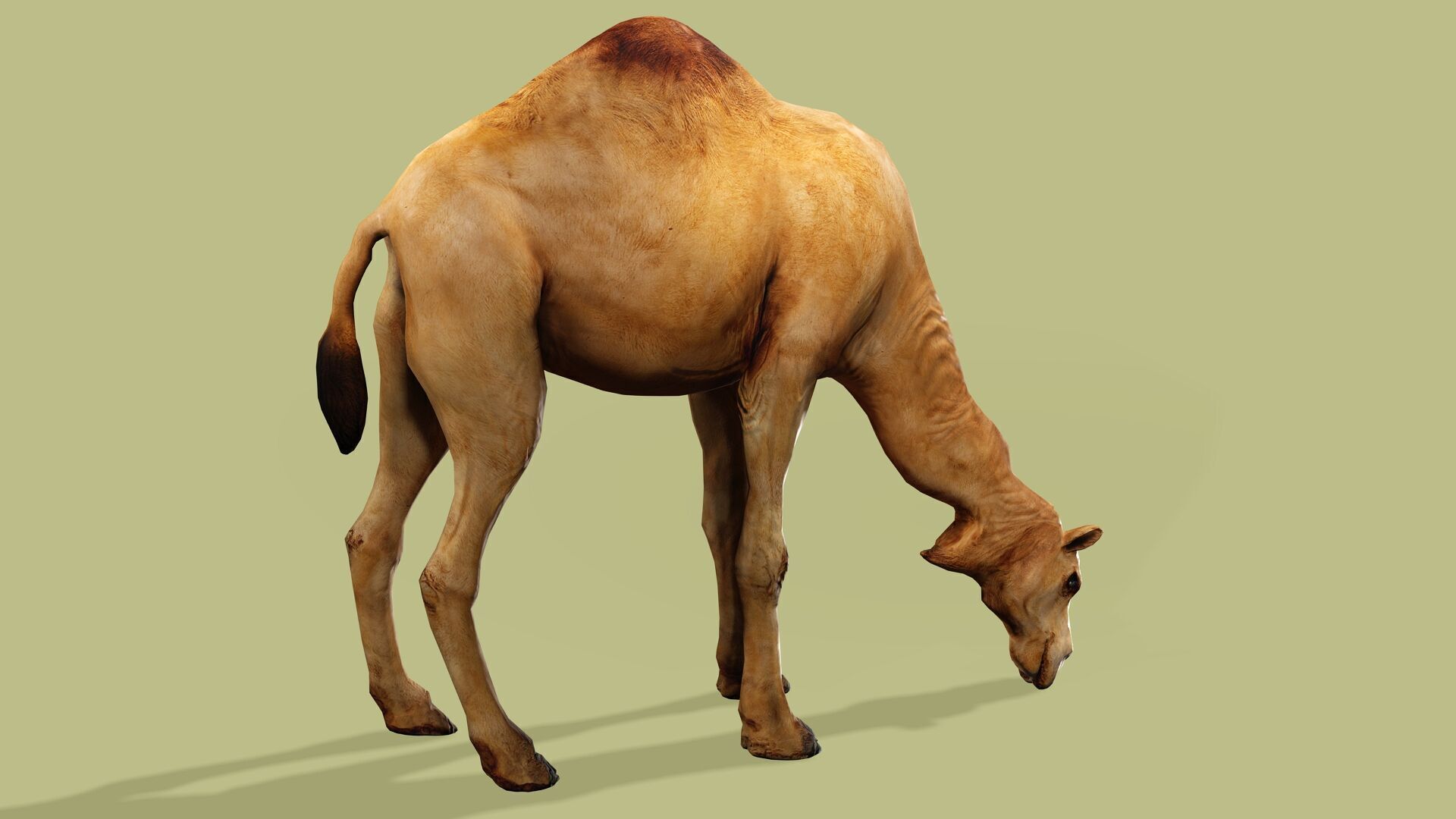 CAMEL RIGGED ANIMATED 10 Low-poly 3D model_5
