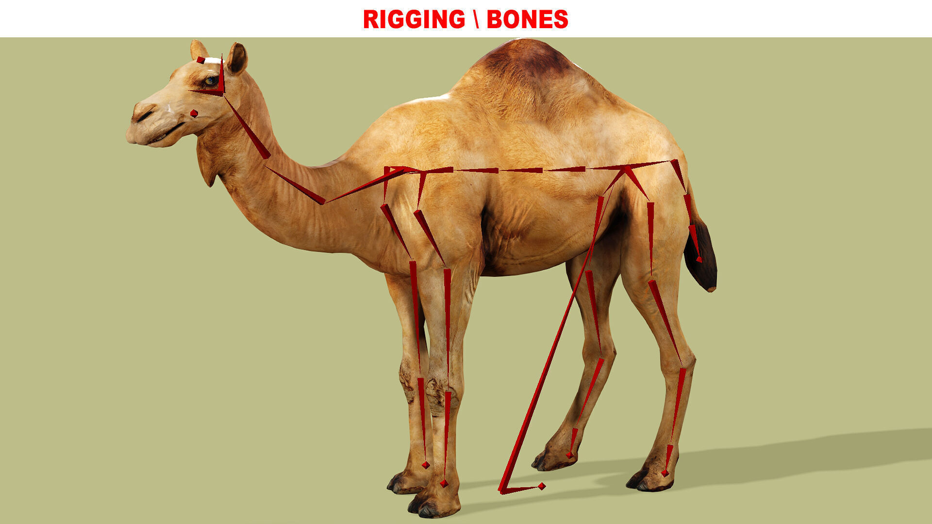 CAMEL RIGGED ANIMATED 10 Low-poly 3D model_9