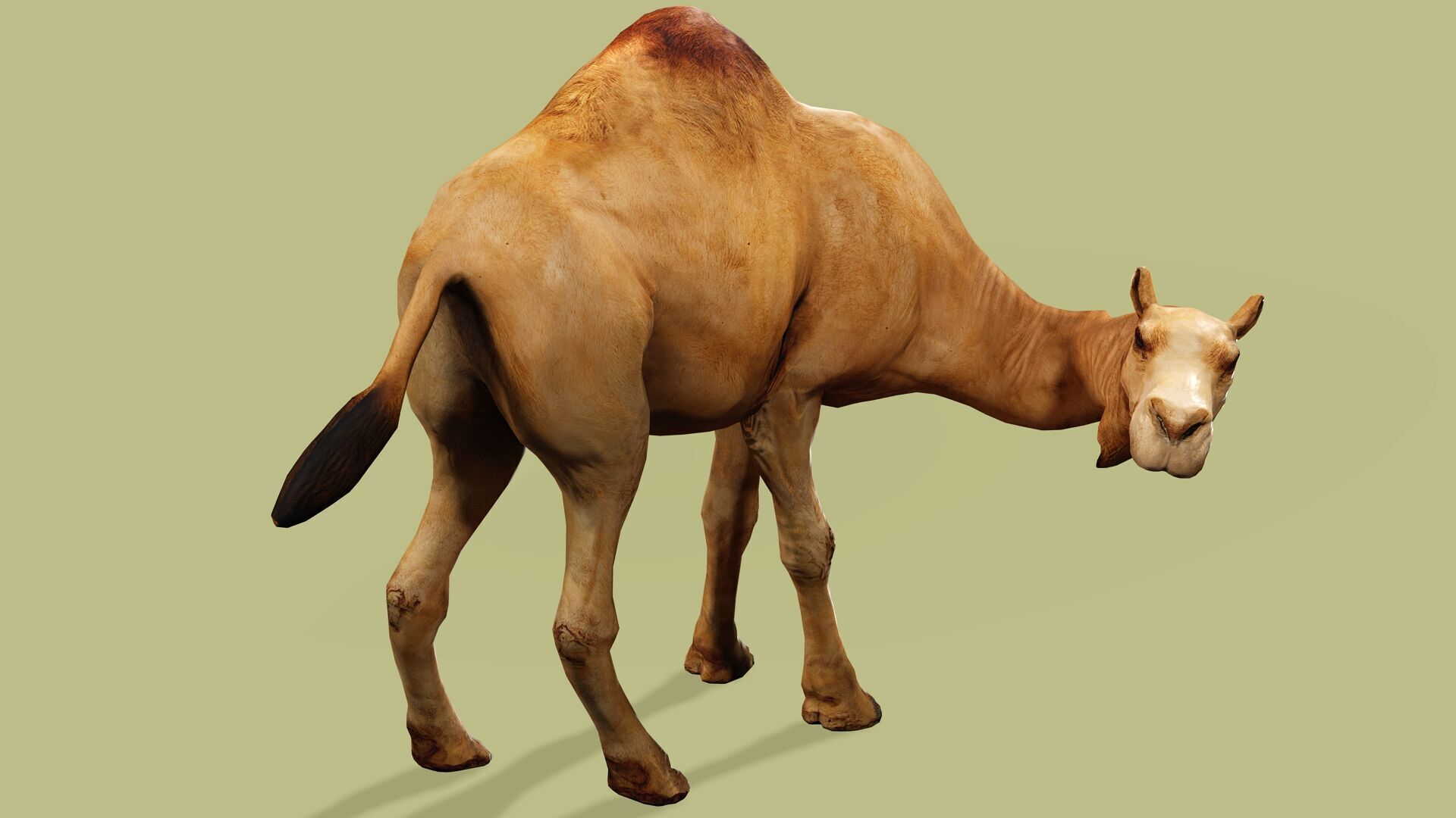CAMEL RIGGED ANIMATED 10 Low-poly 3D model_4