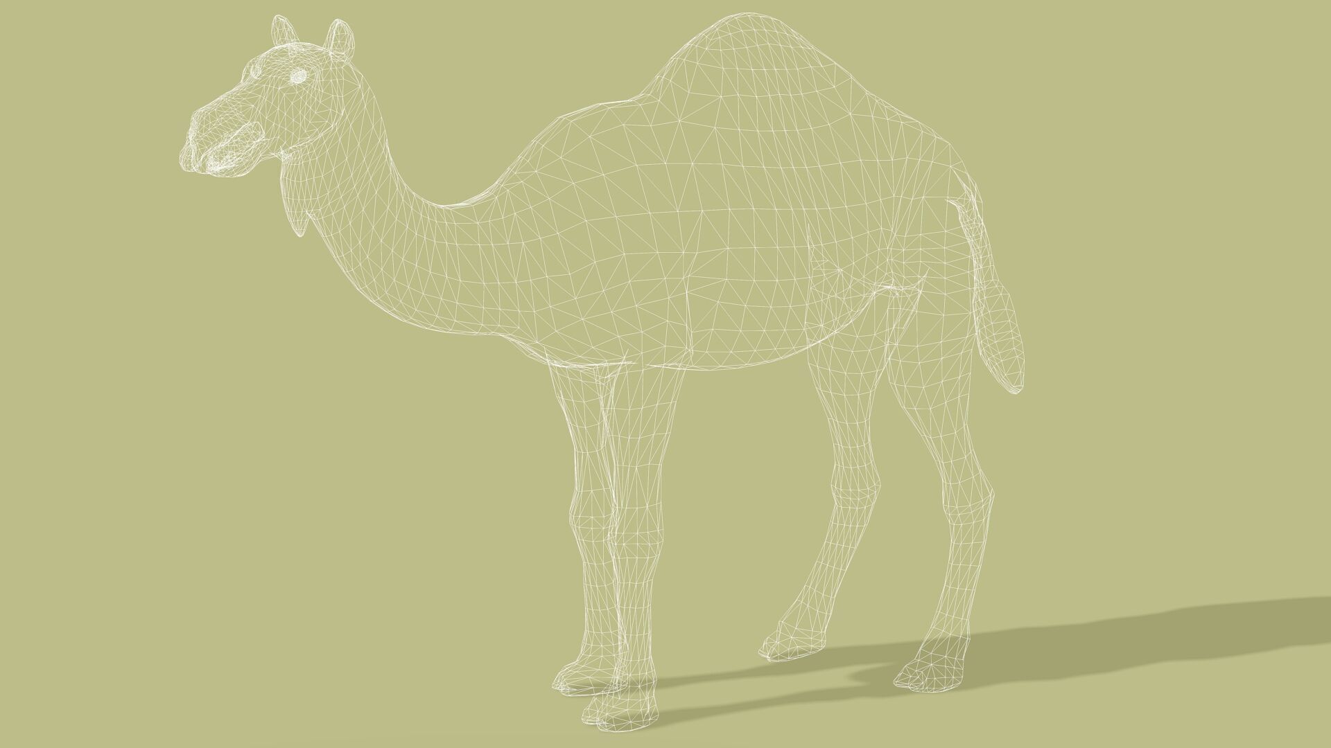 CAMEL RIGGED ANIMATED 10 Low-poly 3D model_12
