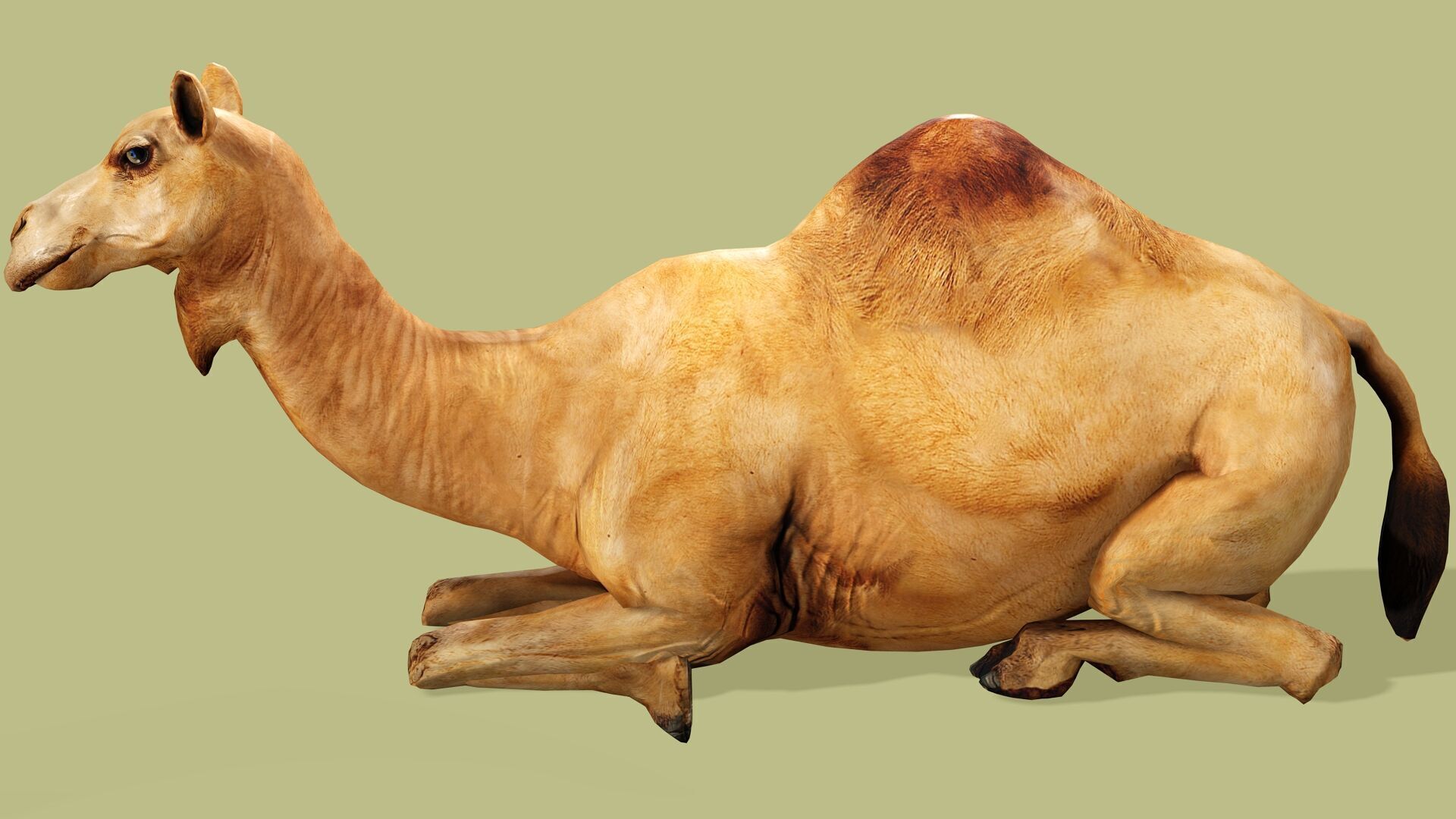 CAMEL RIGGED ANIMATED 10 Low-poly 3D model_3