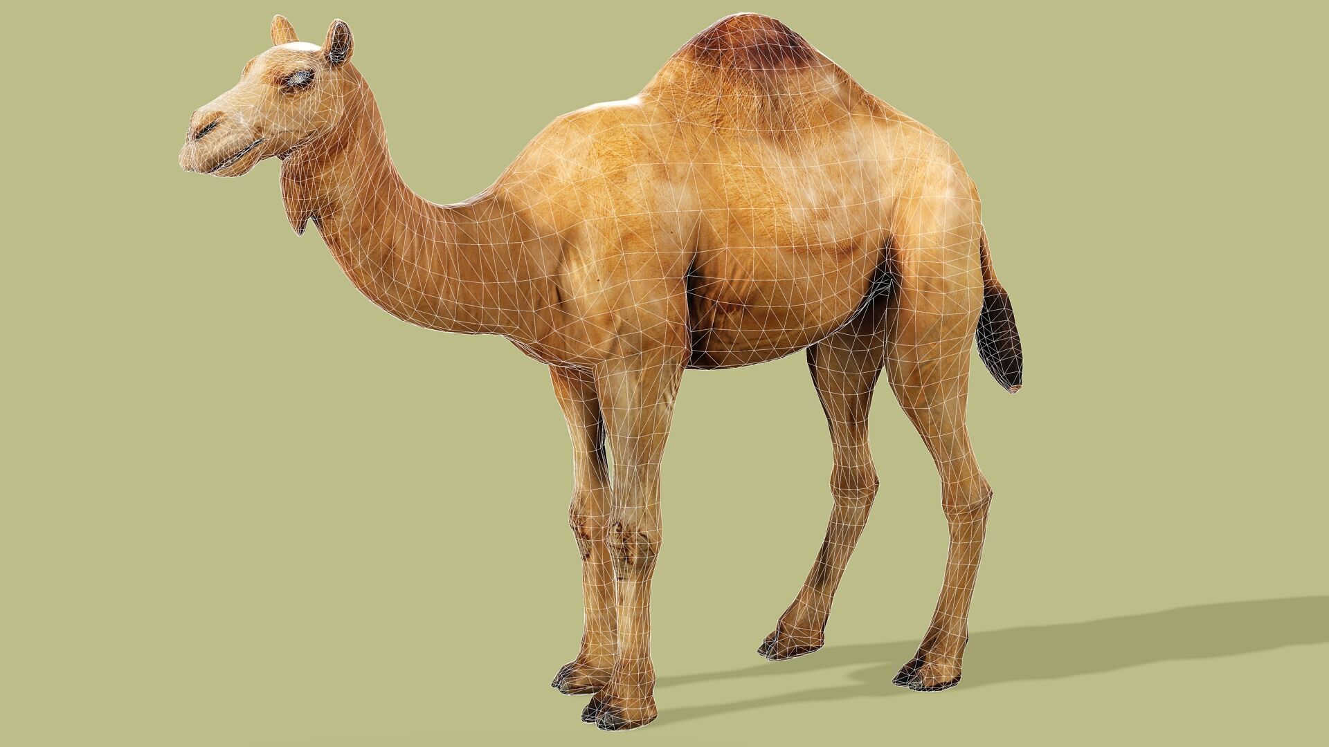CAMEL RIGGED ANIMATED 10 Low-poly 3D model_10
