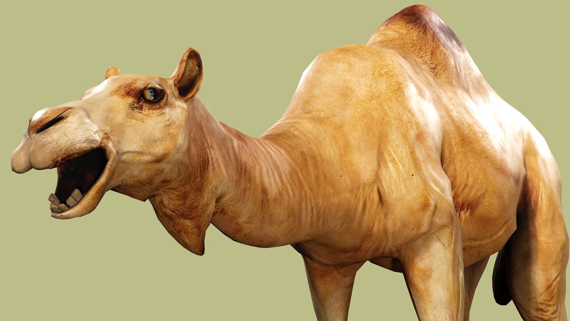 CAMEL RIGGED ANIMATED 10 Low-poly 3D model_8