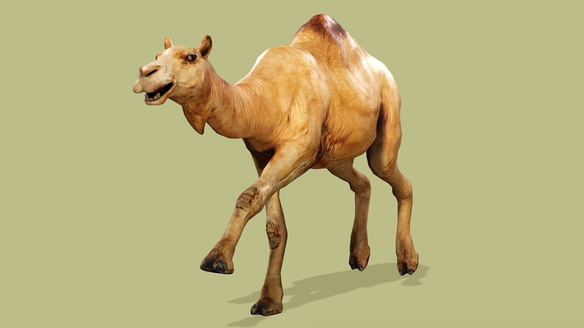 CAMEL RIGGED ANIMATED 10 Low-poly 3D model_6