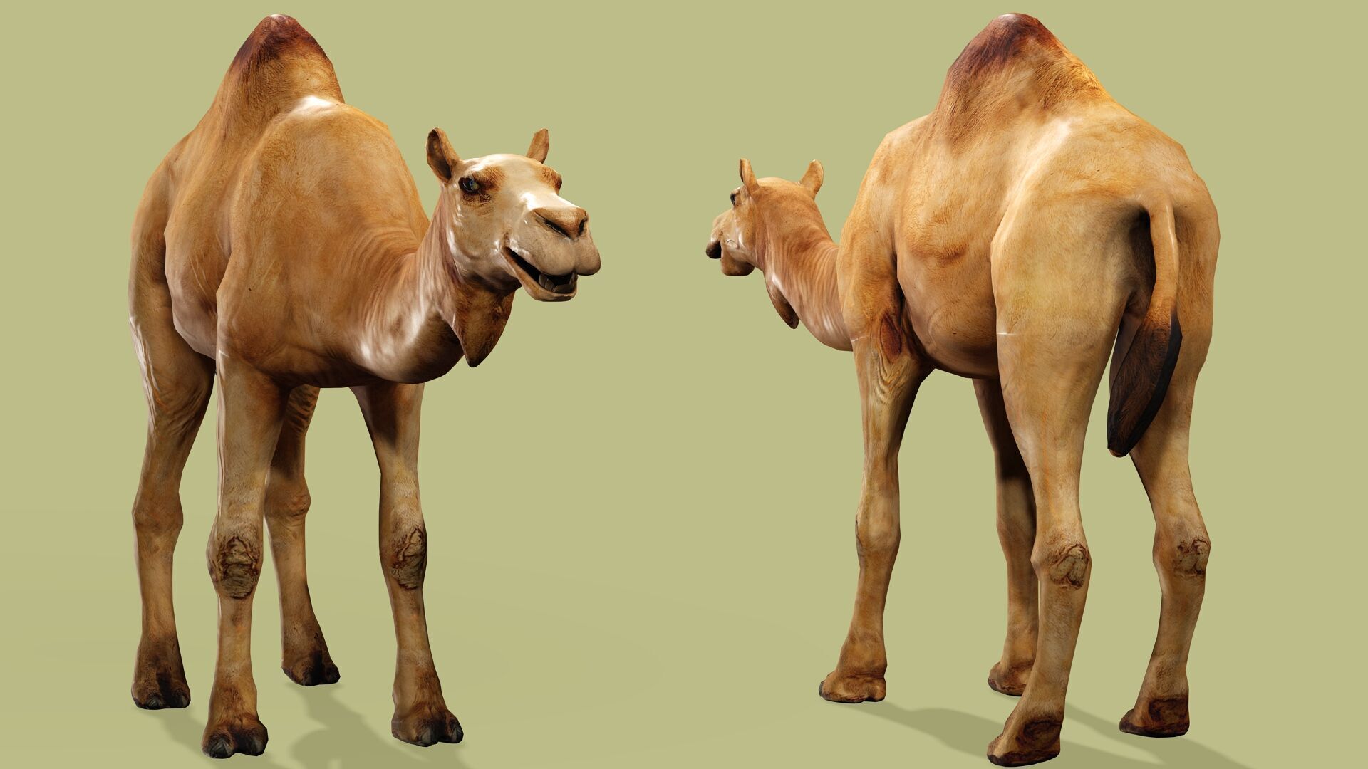 CAMEL RIGGED ANIMATED 10 Low-poly 3D model_1