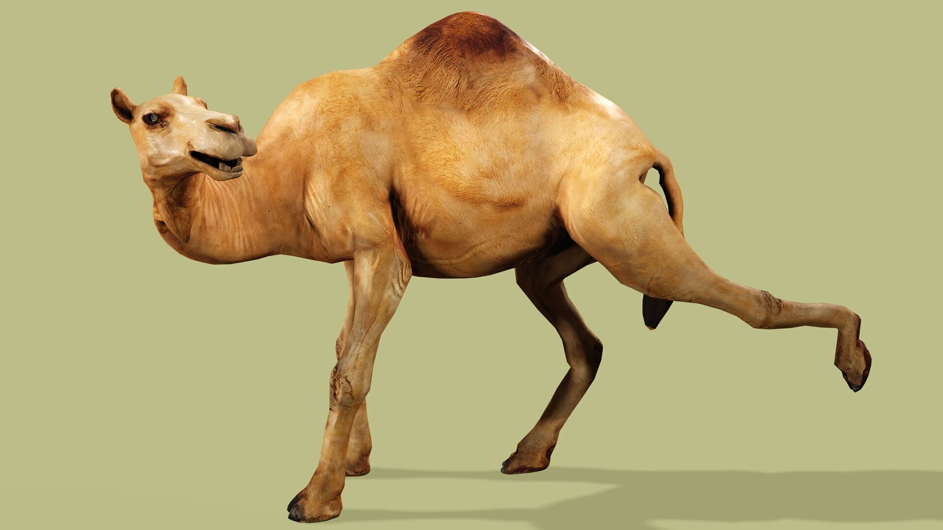 CAMEL RIGGED ANIMATED 10 Low-poly 3D model_7