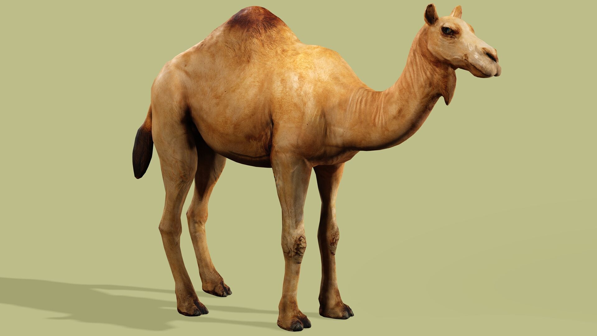 CAMEL RIGGED ANIMATED 10 Low-poly 3D model_2