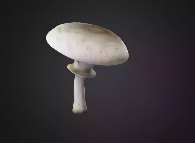 White Mushroom