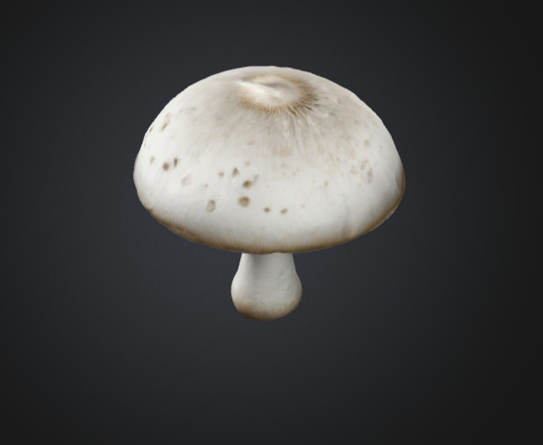 Realistic White Mushroom 3D Model 3D model_3