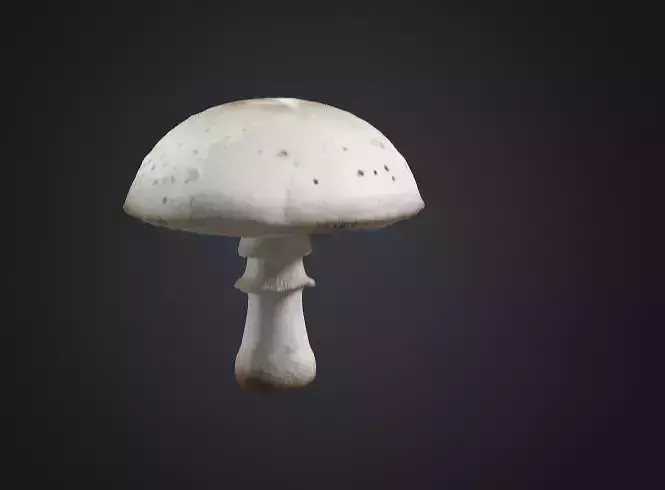 Realistic White Mushroom 3D Model