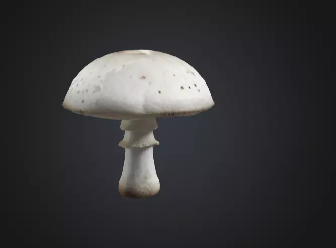 Realistic White Mushroom 3D Model 3D model_0
