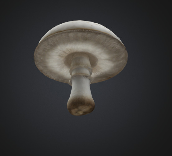 Realistic White Mushroom 3D Model 3D model_4