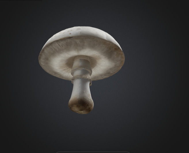Realistic White Mushroom 3D Model 3D model_5