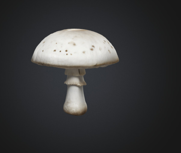 Realistic White Mushroom 3D Model 3D model_1