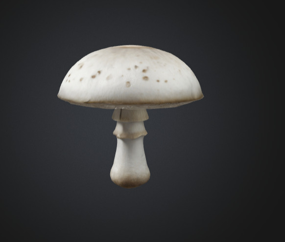 Realistic White Mushroom 3D Model 3D model_2
