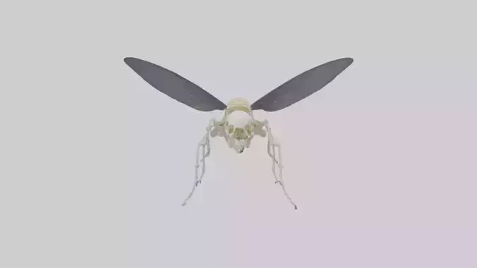 Fly Skeleton model