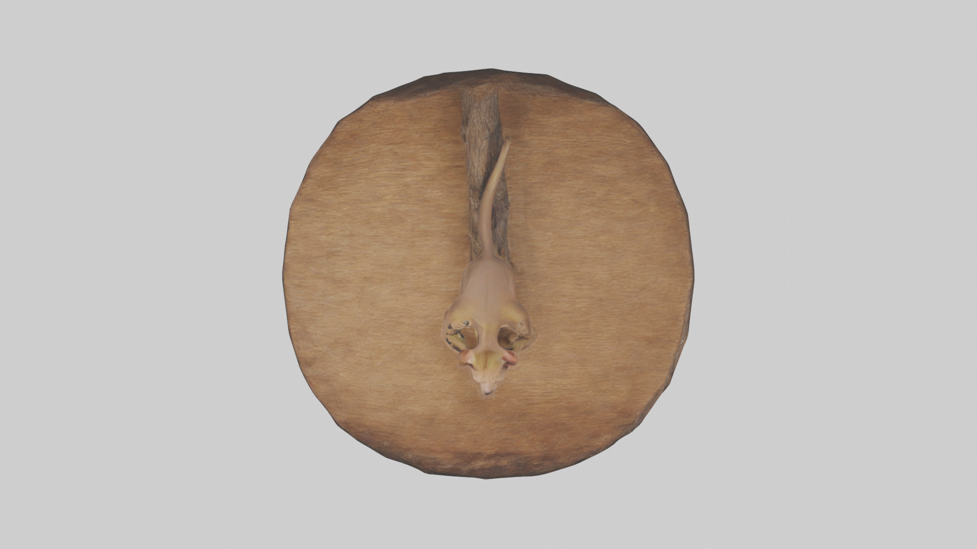 Fossa climbing tree model Low-poly 3D model_14