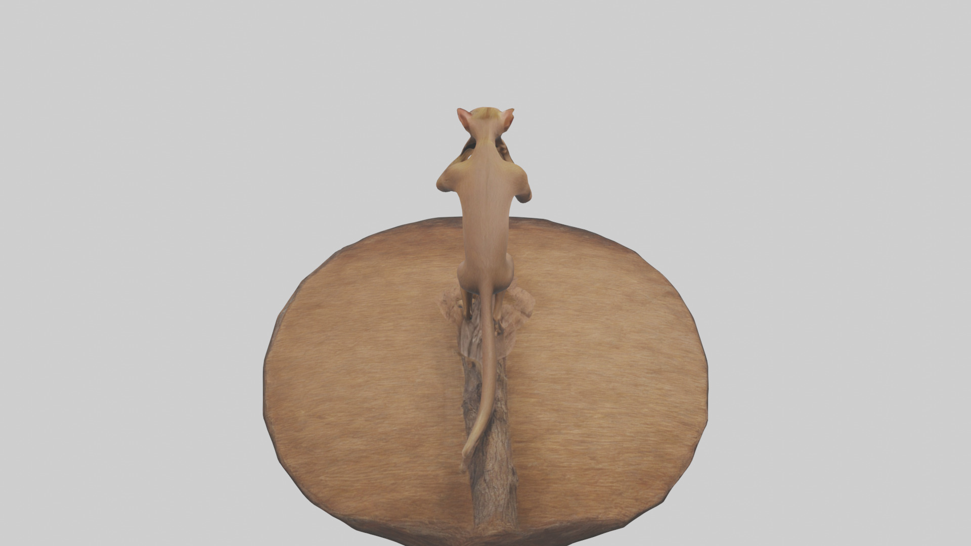 Fossa climbing tree model Low-poly 3D model_15