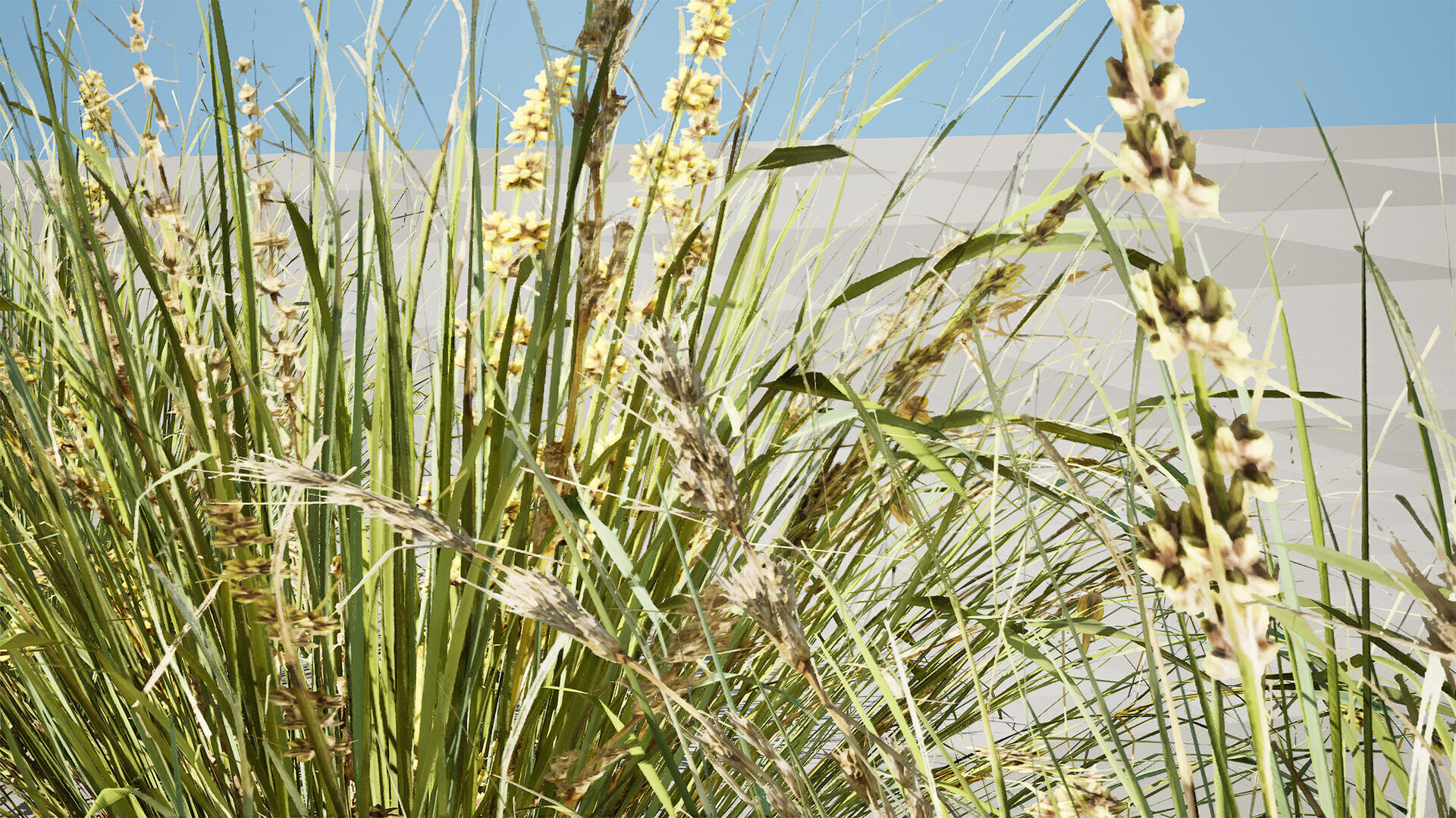 Australian Lomandra longifolia Pack Low-poly 3D model_10