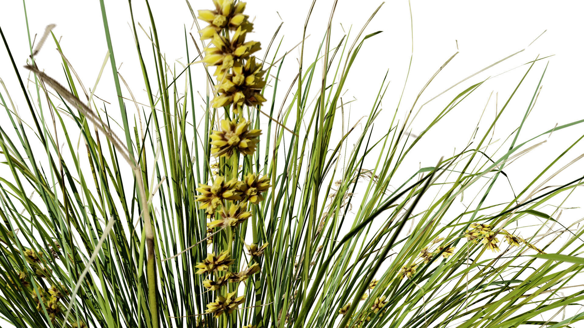 Australian Lomandra longifolia Pack Low-poly 3D model_4