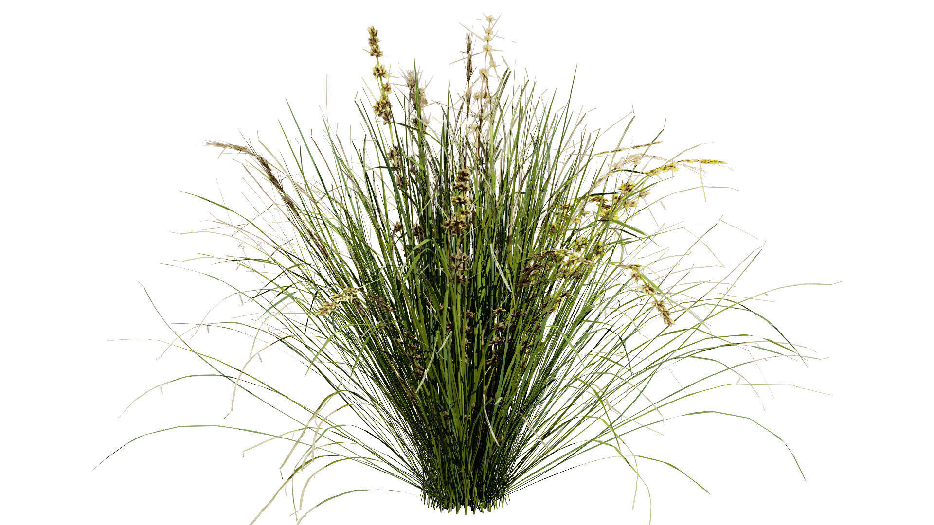 Australian Lomandra longifolia Pack Low-poly 3D model_5