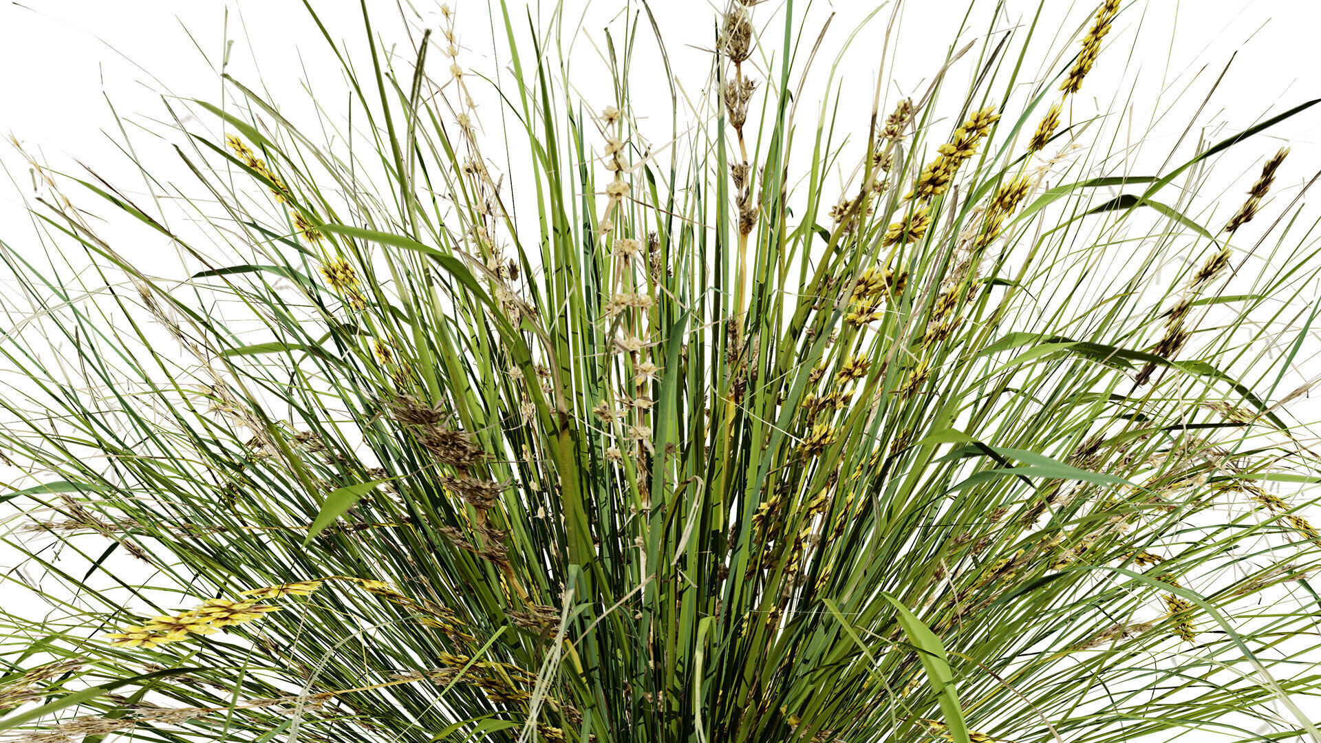 Australian Lomandra longifolia Pack Low-poly 3D model_7