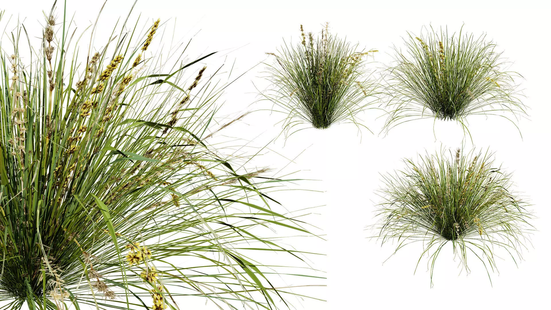 Australian Lomandra longifolia Pack Low-poly 3D model_0