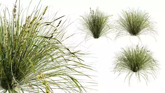 Australian Lomandra longifolia Pack Low-poly 3D model