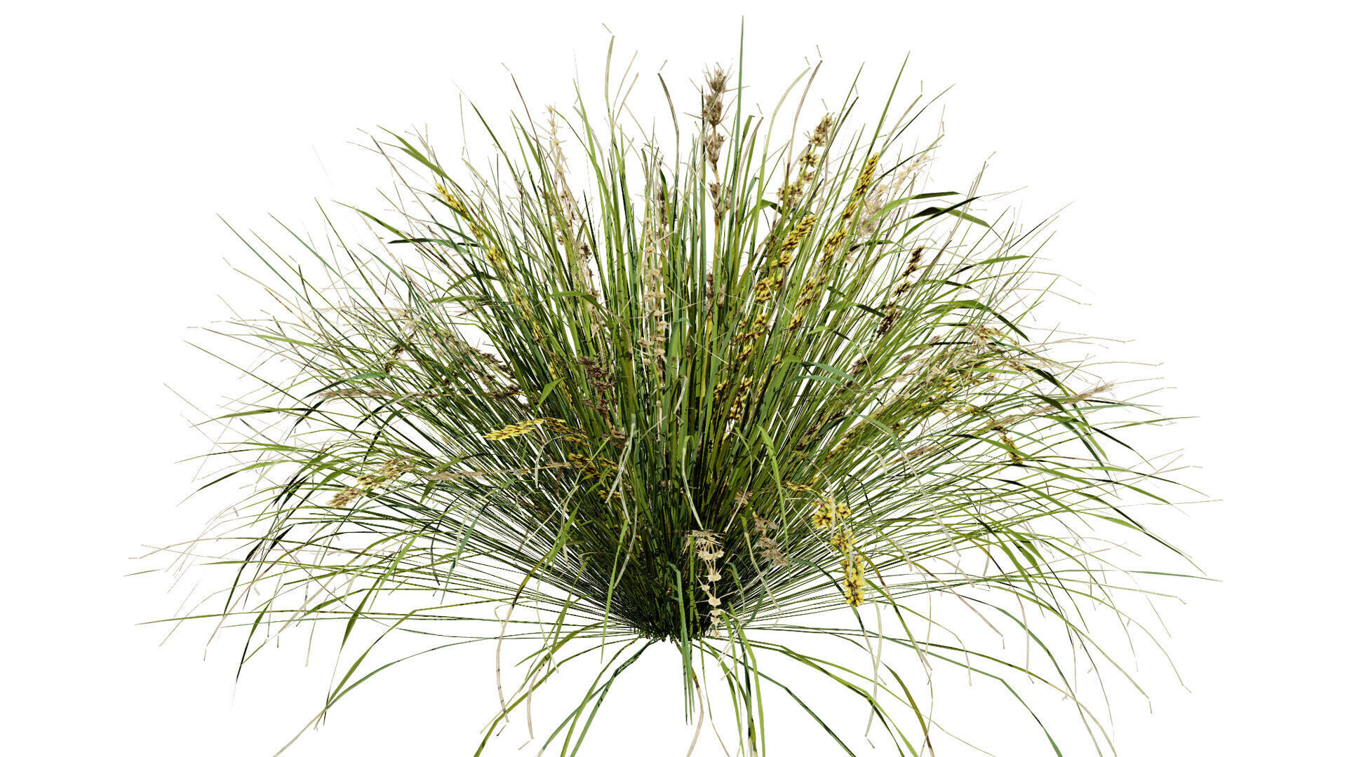 Australian Lomandra longifolia Pack Low-poly 3D model_6