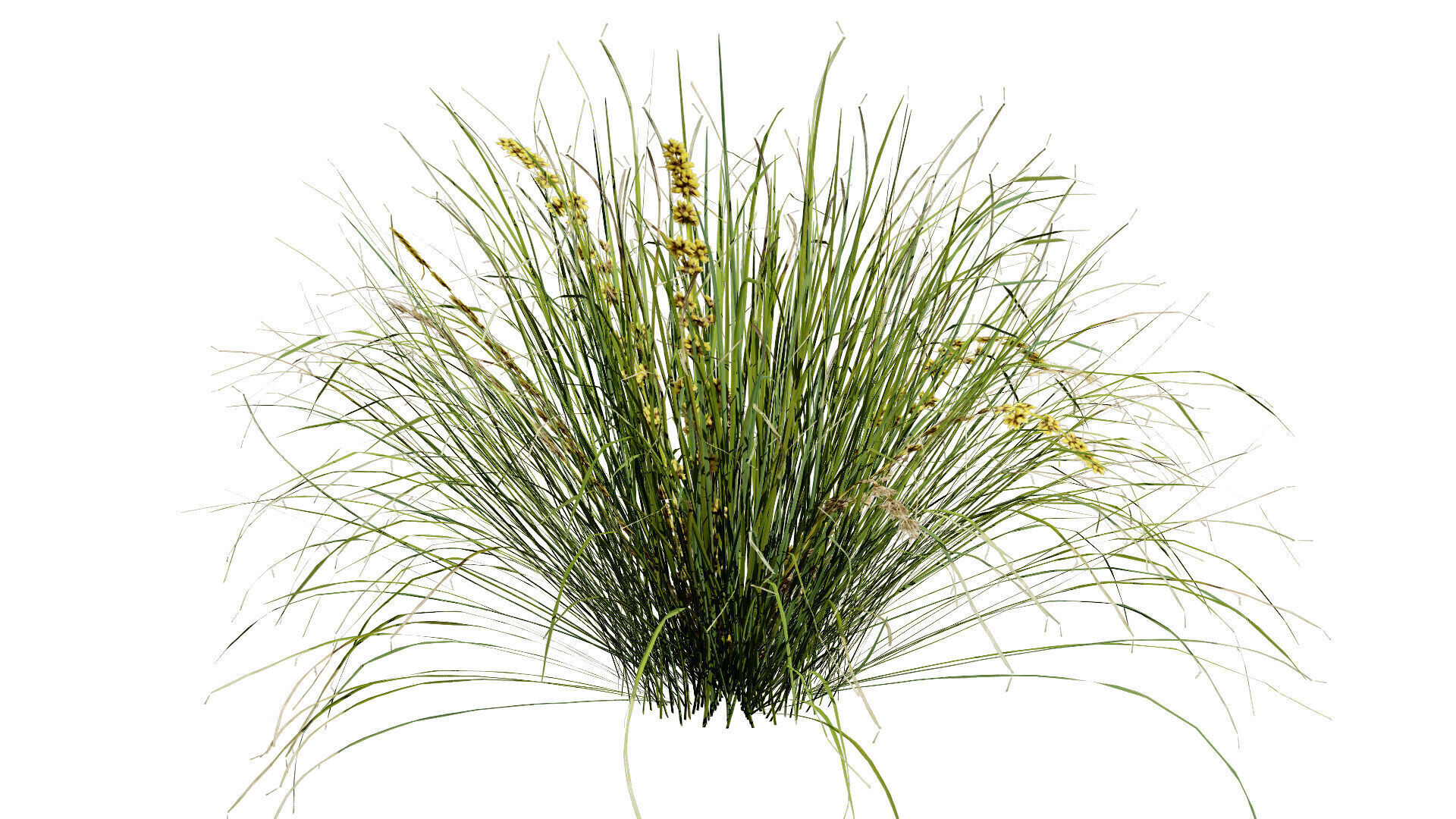 Australian Lomandra longifolia Pack Low-poly 3D model_3