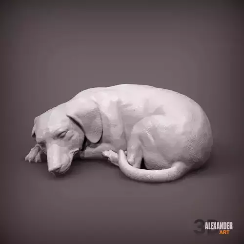 dachshund is sleeping